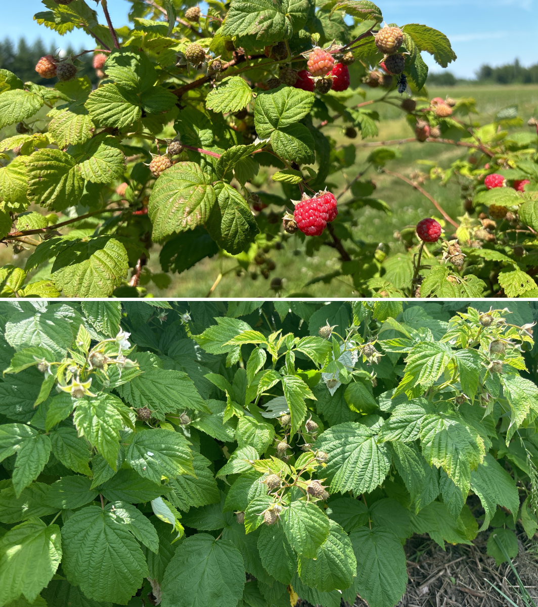 framboise-avertissement-no-13-3-juillet-2024
